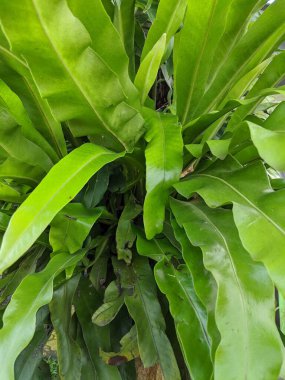 Kadaka veya Asplenium nidus bitkisi, kuş yuvası eğreltiotu yaprakları