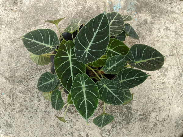 Alocasia reginula siyah kadife bitki, en iyi görüntü.