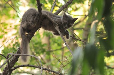 Ağaçtaki vahşi gri kedi kuşu yakalar.