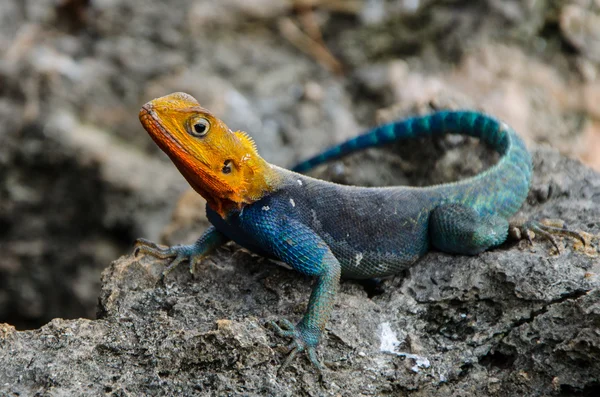 Lagarto de Agama — Fotografia de Stock