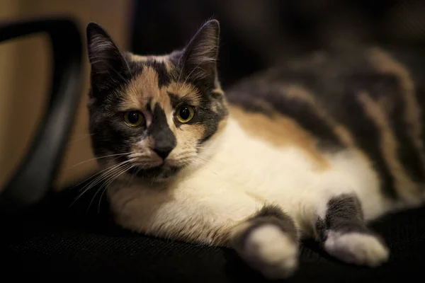 Kot Krześle Pozowanie — Zdjęcie stockowe