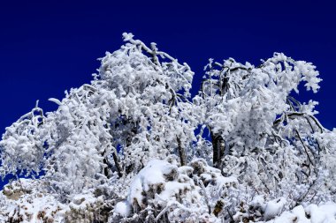 Bulgaristan 'ın Lozen Dağı' nda kış manzarası