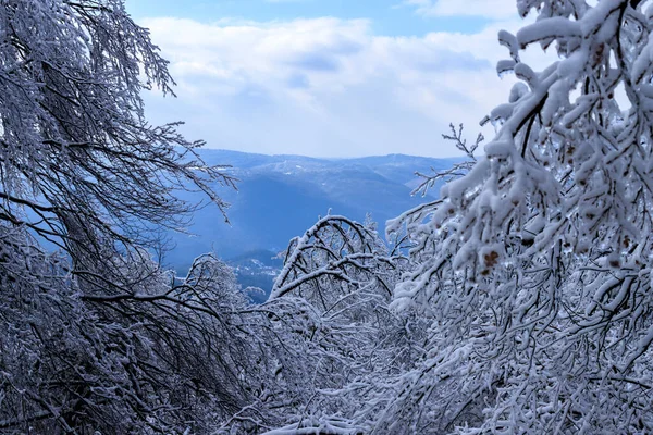 Θέα Χειμώνα Στο Lozen Mountain Βουλγαρία — Φωτογραφία Αρχείου