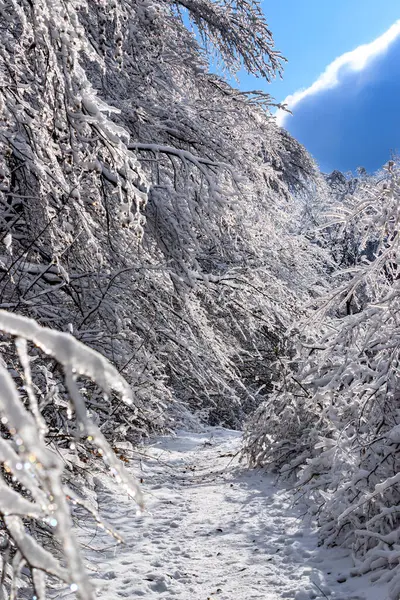 Téli Kilátás Lozen Mountain Bulgária — Stock Fotó