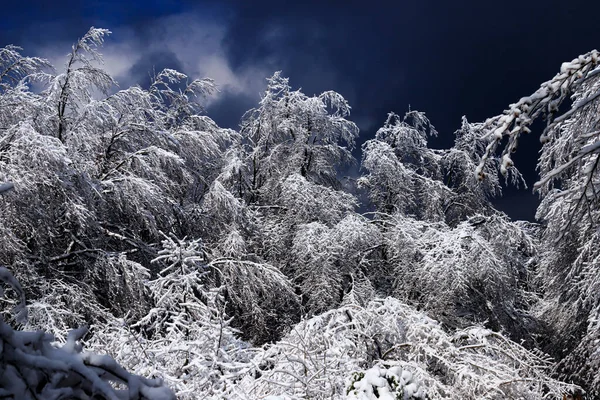 Θέα Χειμώνα Στο Lozen Mountain Βουλγαρία — Φωτογραφία Αρχείου