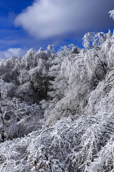 Θέα Χειμώνα Στο Lozen Mountain Βουλγαρία — Φωτογραφία Αρχείου