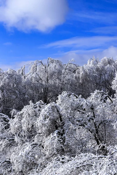 Θέα Χειμώνα Στο Lozen Mountain Βουλγαρία — Φωτογραφία Αρχείου