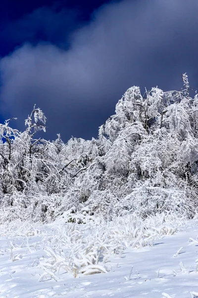 Θέα Χειμώνα Στο Lozen Mountain Βουλγαρία — Φωτογραφία Αρχείου