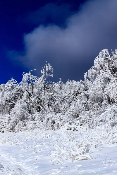 Θέα Χειμώνα Στο Lozen Mountain Βουλγαρία — Φωτογραφία Αρχείου