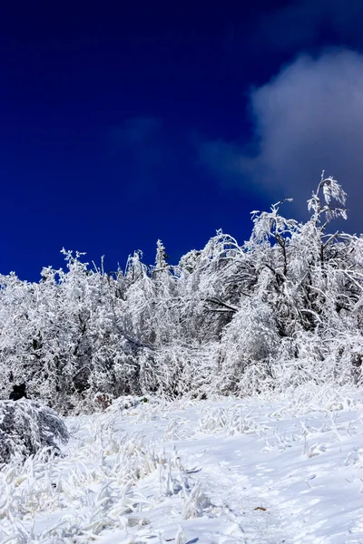 ブルガリア ローゼン山の冬景色 — ストック写真