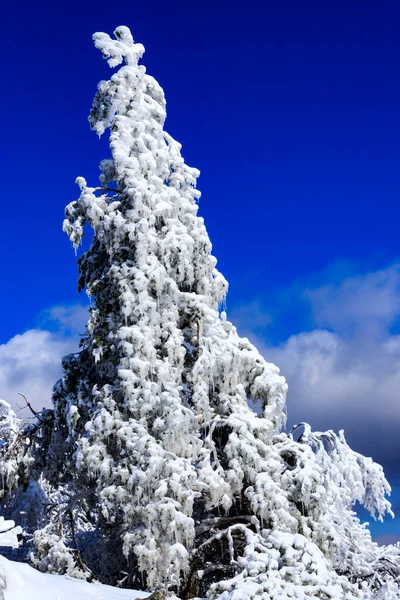 Téli Kilátás Lozen Mountain Bulgária — Stock Fotó