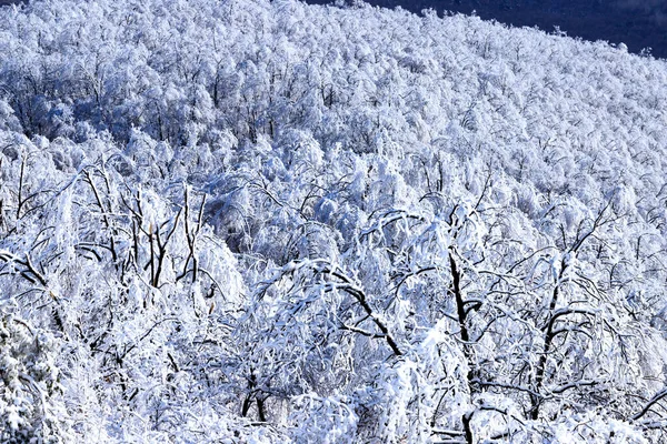 Зимний Вид Гору Лозен Болгария — стоковое фото