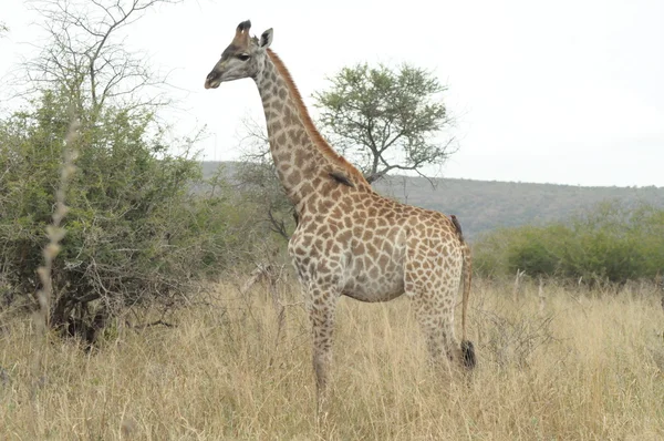 Girafa selvagem na África — Fotografia de Stock