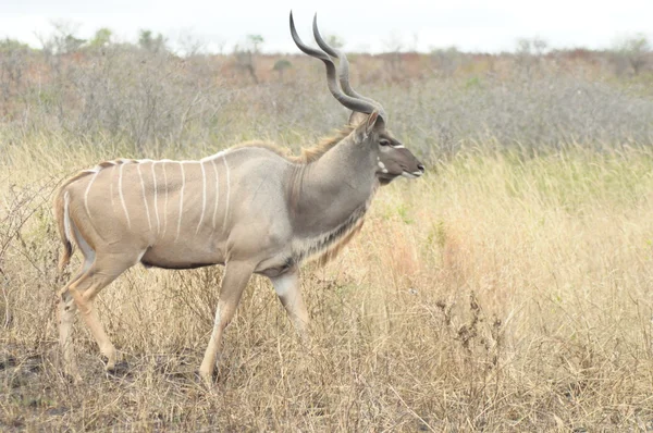 Männliche kudu in afrika — Stockfoto