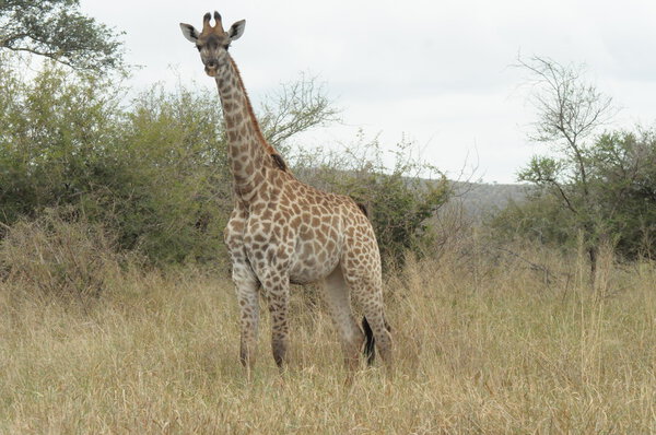 Wild Giraffe in Africa