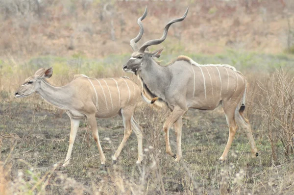 Kudu in afrika — Stockfoto