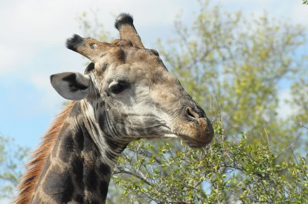 Wilde giraffe in afrika — Stockfoto