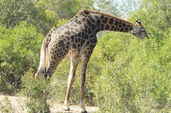 Afrika vahşi zürafa — Stok fotoğraf