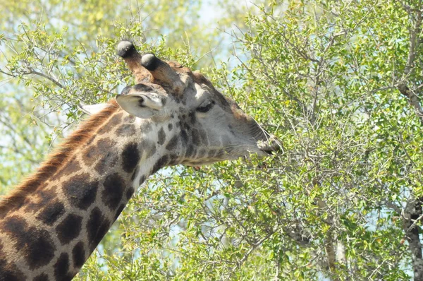 Wilde giraffe in afrika — Stockfoto