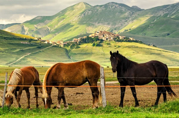 Castelluccio di Norcia (Umbria Itálie) — Stock fotografie