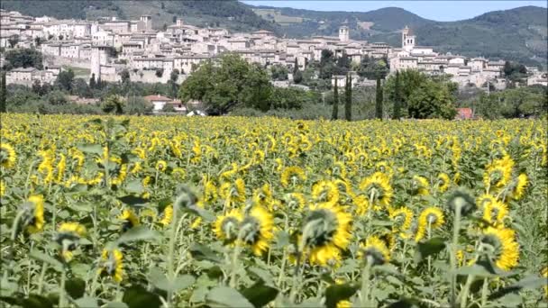 Краєвид Spello (Умбрія Італія) з соняшниками переміщення — стокове відео