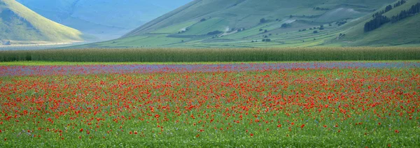 Castelluccio di Norcia (Umbría) floración colorida —  Fotos de Stock