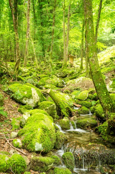 su creek bir ormandaki (valle kaybetmedim, elba Adası)