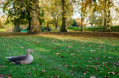 Londra, St James park ördek