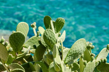 Hint inciri (Opuntia phaeacantha)