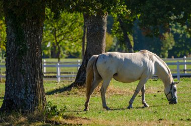 Lipizzan atlar, Slovenya