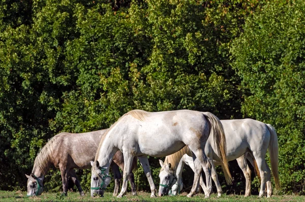 Lipizzan horses, Slovenia — Stock Photo, Image