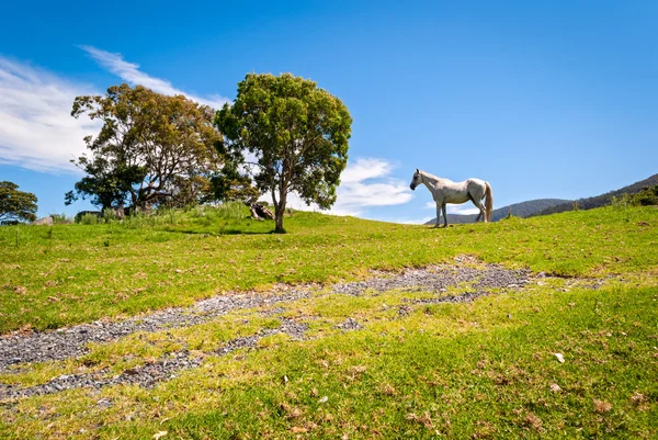 Wild wit paard — Stockfoto