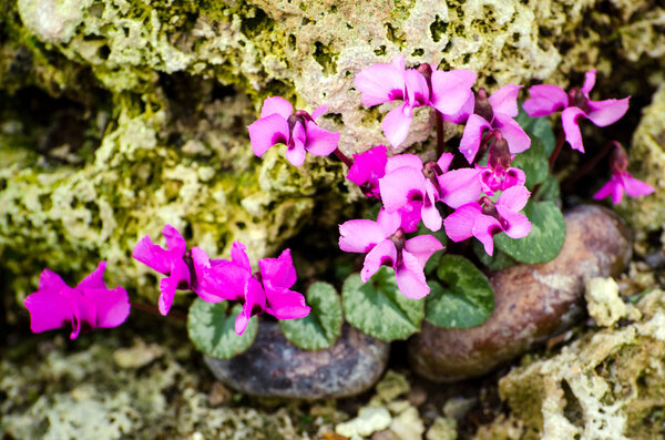 Cyclamen coum (Primulaceae)