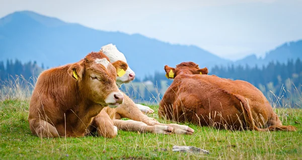 Tehenek, egy hegyi táj — Stock Fotó