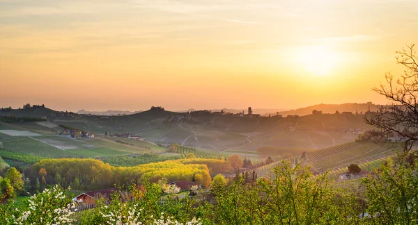 Le Langhe, Barbaresco (Piemonte, Italia) ) —  Fotos de Stock