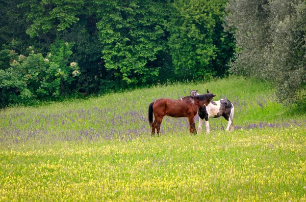 Horses in a beautiful rural scenery ロイヤリティフリーのストック写真