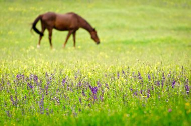 Horse in a beautiful rural scenery