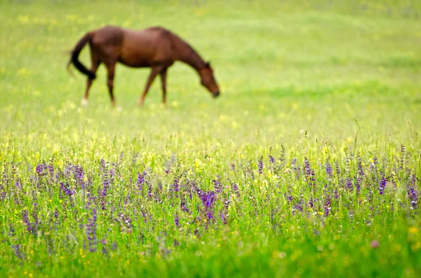 Horse in a beautiful rural scenery Stock Kép