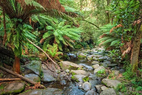 Creek in Maits Riposo Rainforest Walk, Apollo Bay, Australia — Foto Stock