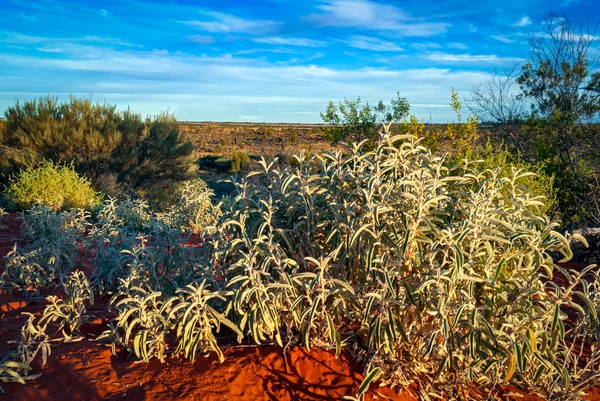 Australiska öknen (outback) i Northern Territory — Stockfoto