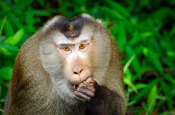 Macaco de perto — Fotografia de Stock