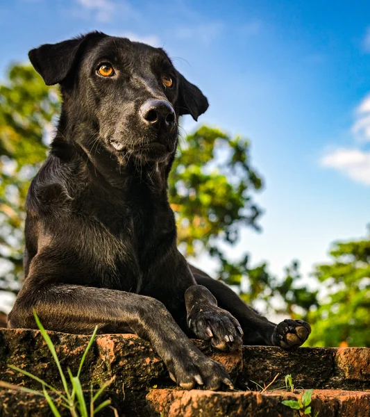 Black guard dog — Stock Photo, Image