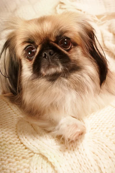 Pequenos Pekingese inteligentes — Fotografia de Stock