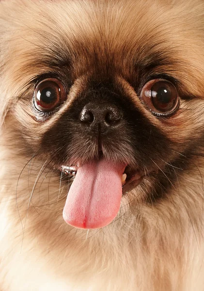 Akıllı küçük Pekingese — Stok fotoğraf