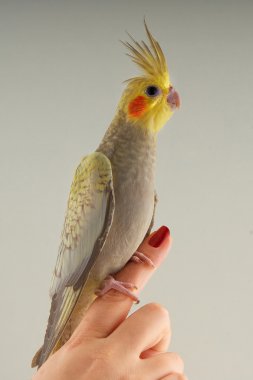 Nymphicus hollandikus Corella yavru.