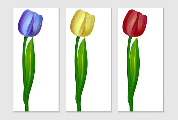 Tulipán realista. tres colores — Vector de stock