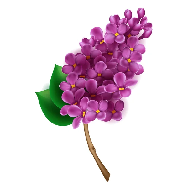 Branche de lilas en fleurs isolée — Image vectorielle