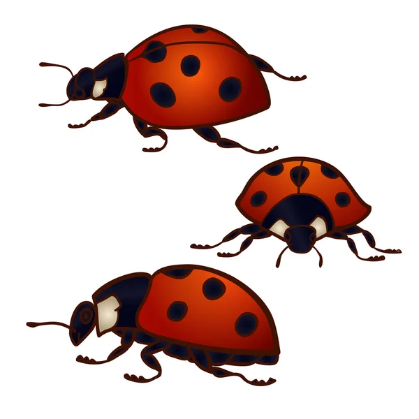 3 ladybugs kümesi — Stok Vektör