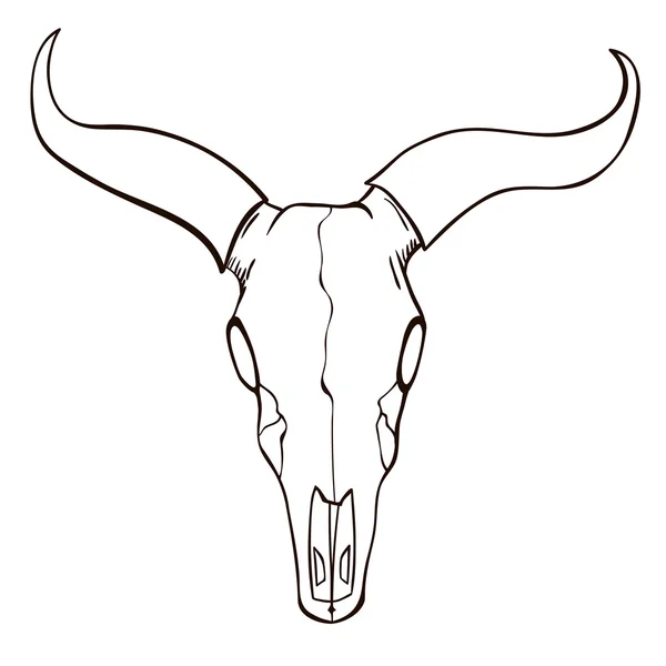 牛の頭蓋骨のスケッチ — ストックベクタ