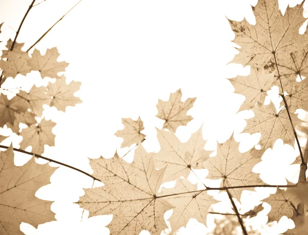 Maple leafs framför himlen. sepia färger — Stockfoto